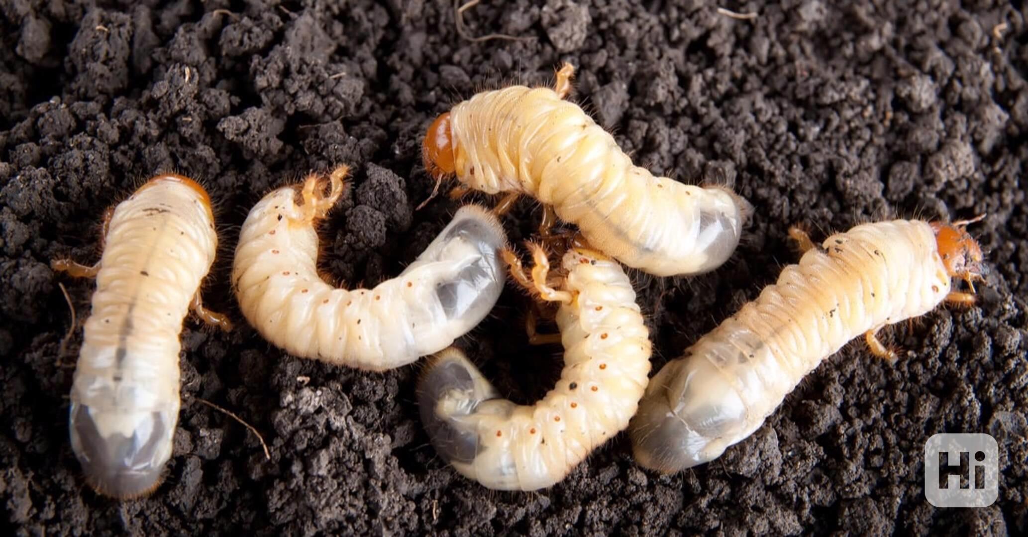 Larvy, živá nástraha - foto 1