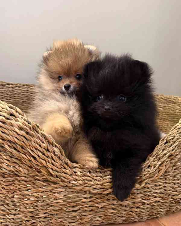 Prodej pomeraniana - foto 3