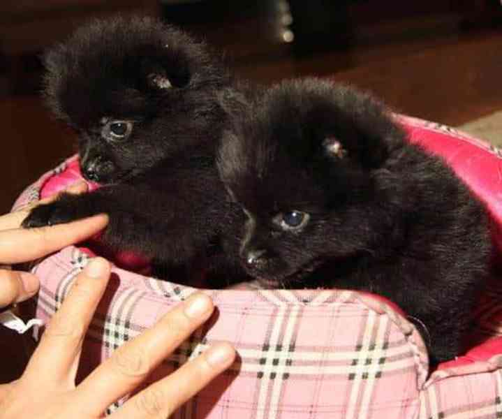 Prodej pomeraniana - foto 4