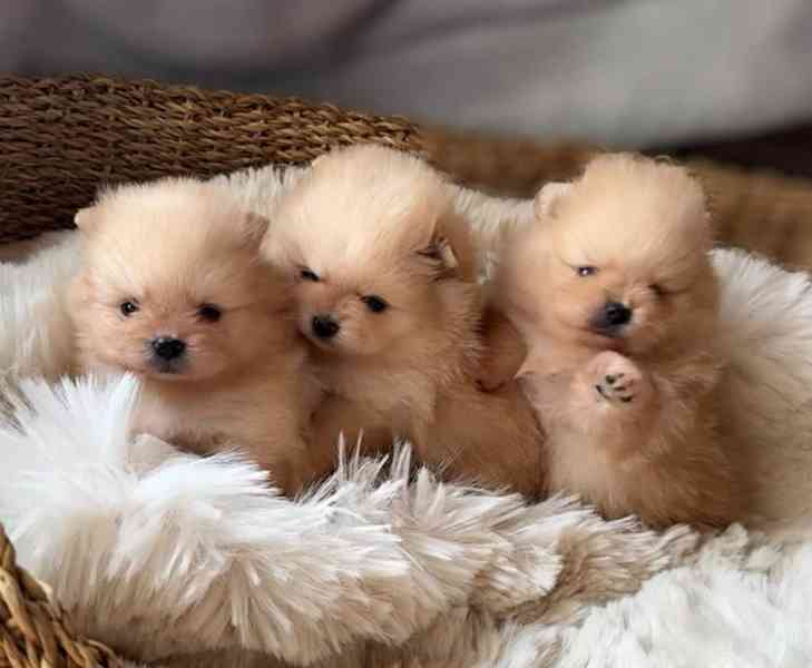 Prodej pomeraniana - foto 2