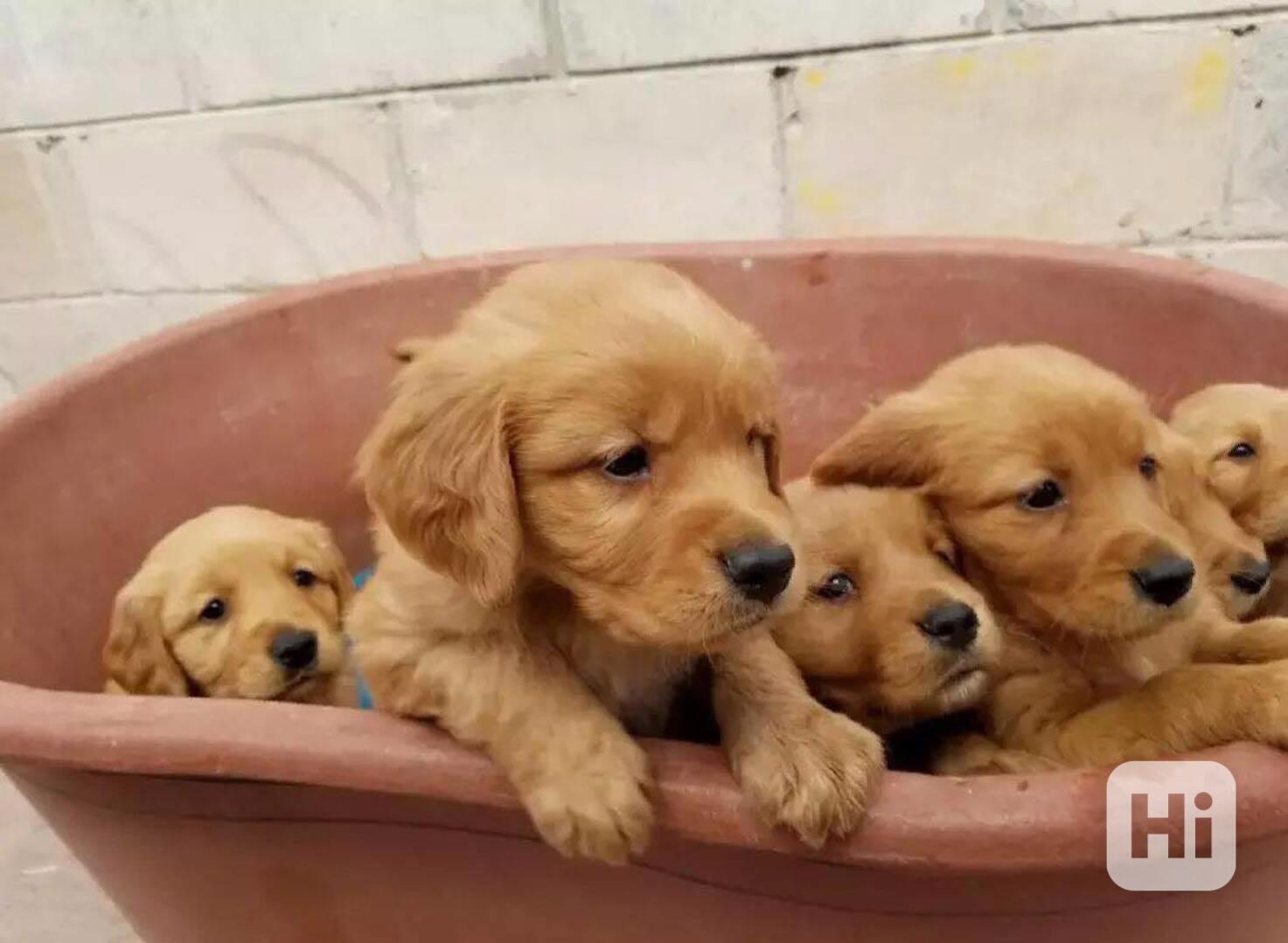 ŠTĚŇATA ZLATÉHO RETRIEVERA (samec a samice) - foto 1