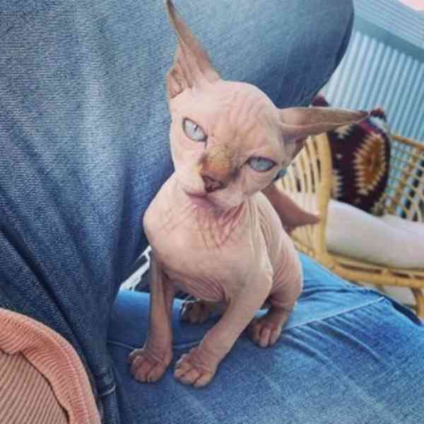  Munchkin sphynx koťata k bezplatné adopci   - foto 2