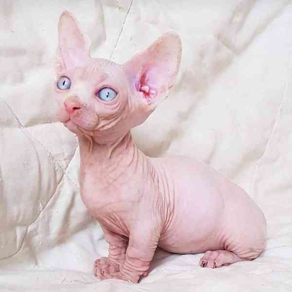  Munchkin sphynx koťata k bezplatné adopci   - foto 3