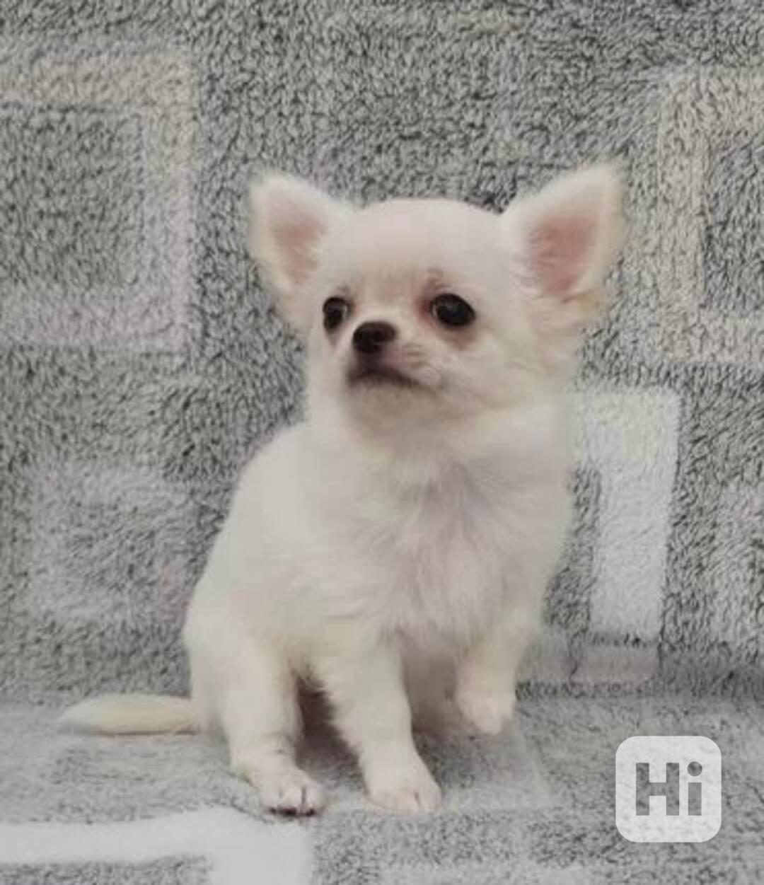 štěňata čivavy k adopci - foto 1