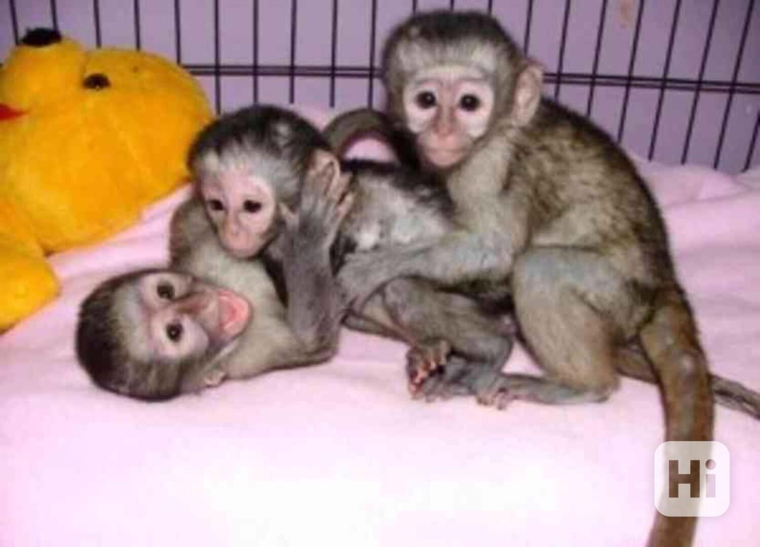 Přátelské kapucínské opice k adopci - foto 1