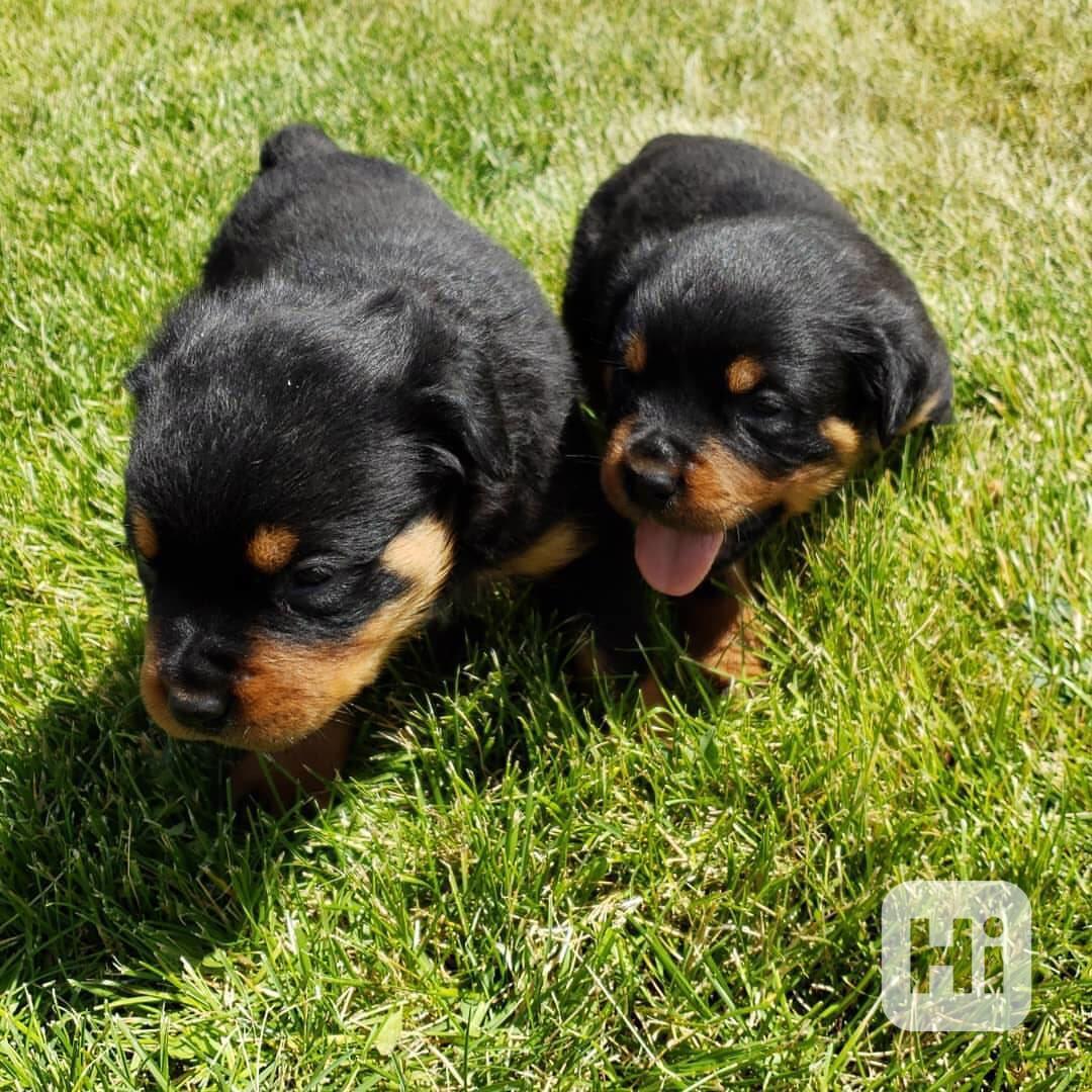 German rottweiler pups  - foto 1