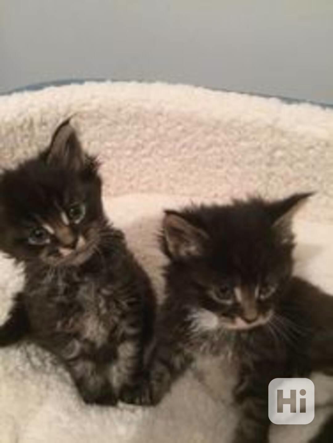 kitten - foto 1