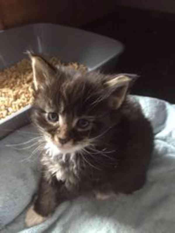 kitten - foto 2