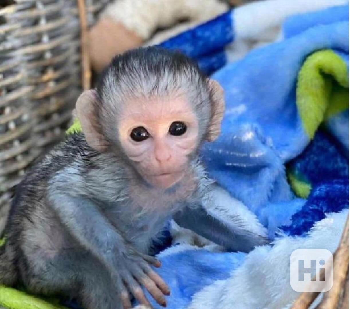 Rozkošná kapucínská opice k adopci - foto 1