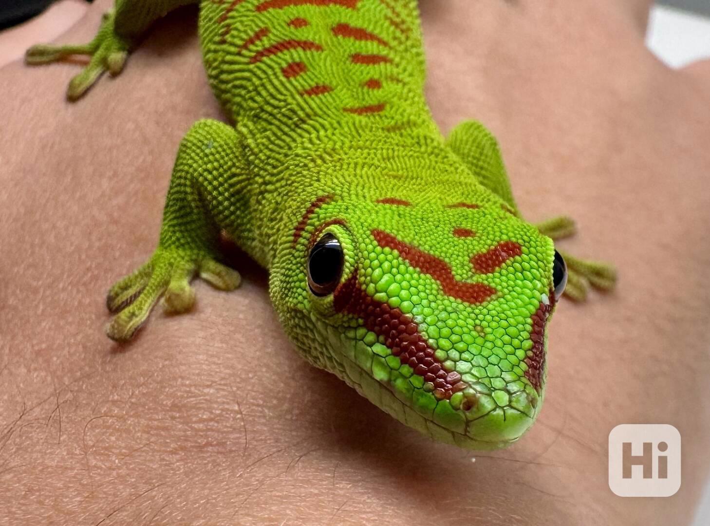 Phelsuma grandis high red - foto 1