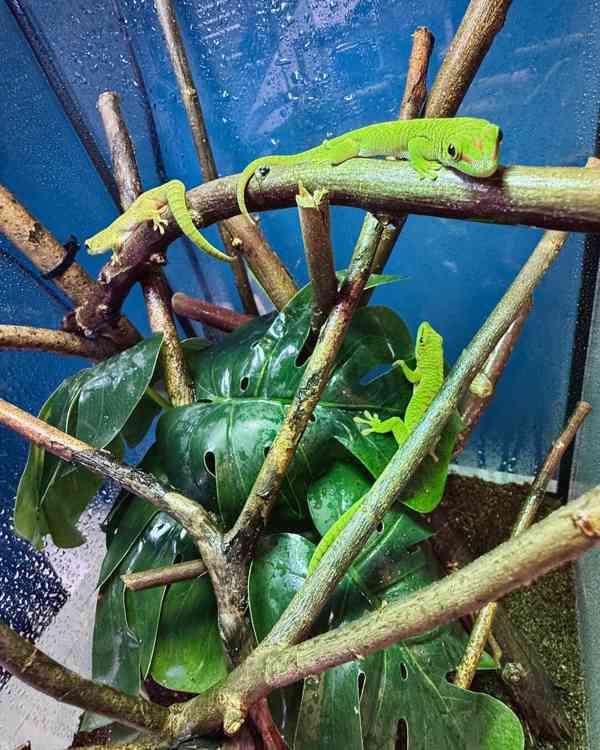 Phelsuma grandis high red - foto 2