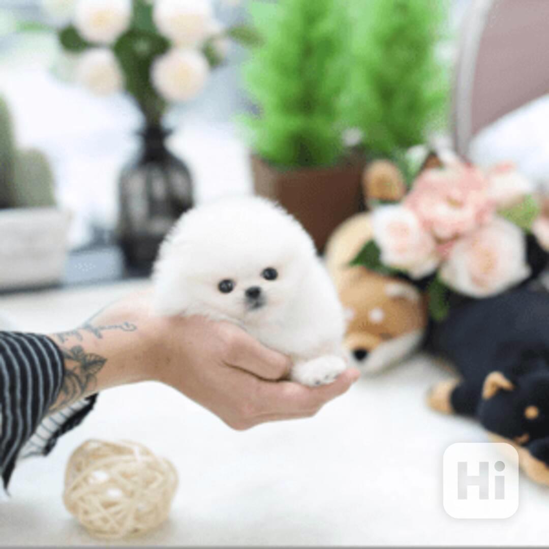 Krásná štěňata pomeraniana v šálku k Vánocům - foto 1