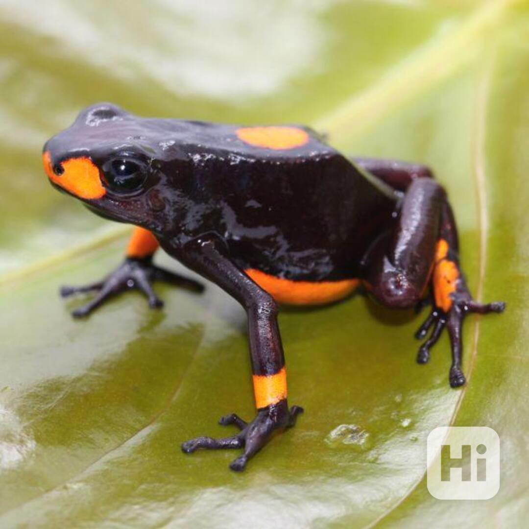 Dart frog histrionica bullseye - foto 1
