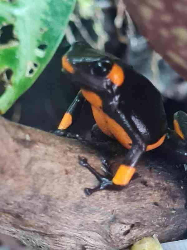 Dart frog histrionica bullseye - foto 4