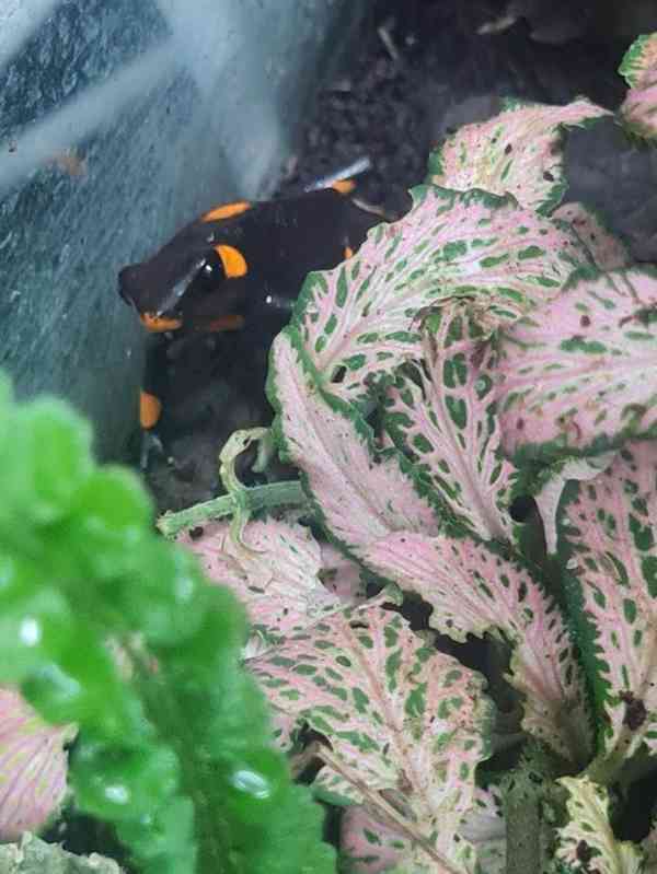 Dart frog histrionica bullseye - foto 3
