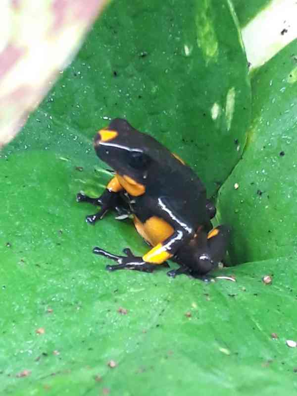 Dart frog histrionica bullseye - foto 5