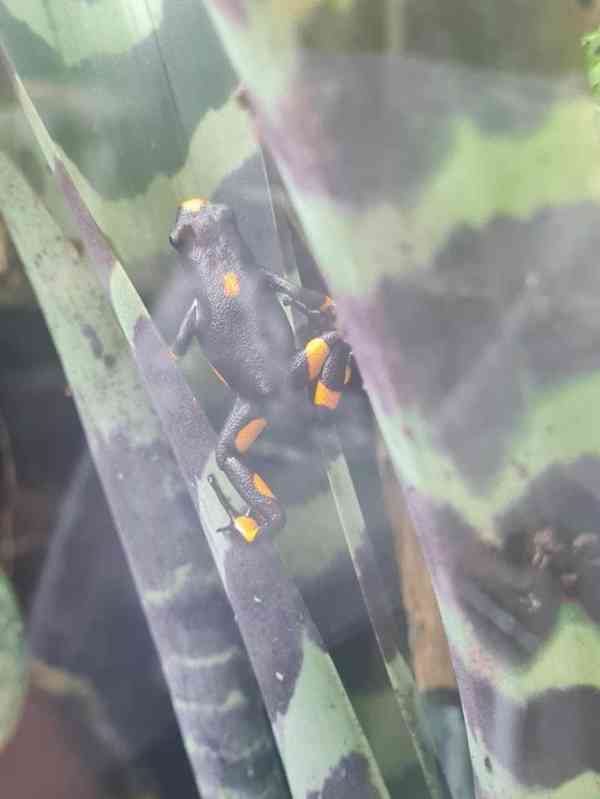 Dart frog histrionica bullseye - foto 2