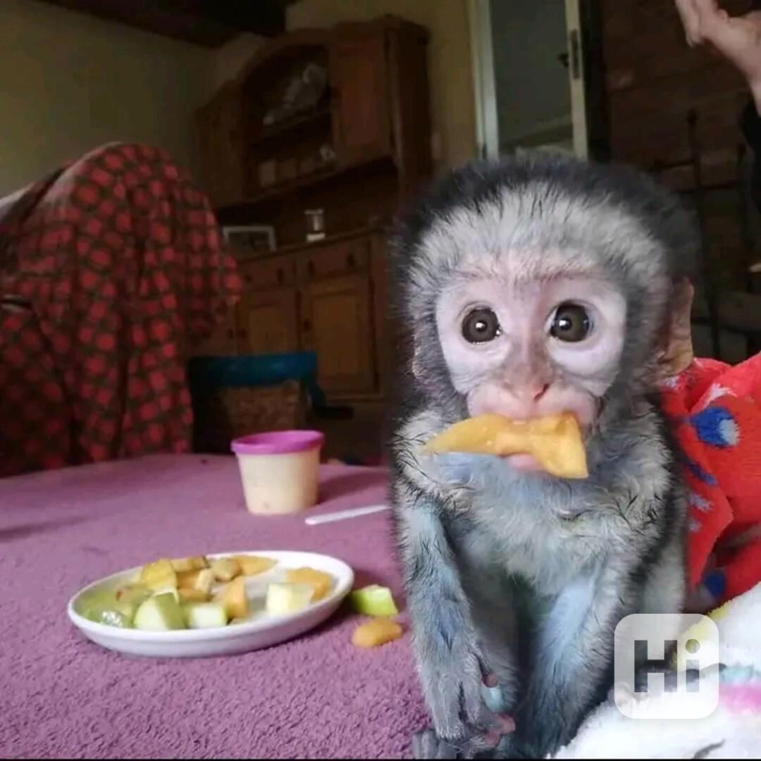  Úžasná dívka kapucínka - foto 1