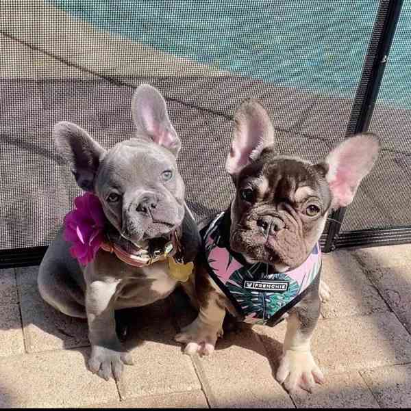 Vynikající francouzský buldoček k dispozici - foto 1