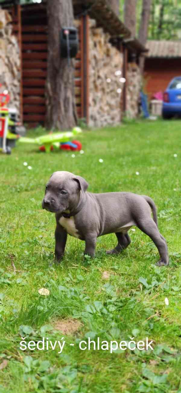 Štěňátka American Bully XL  - foto 3