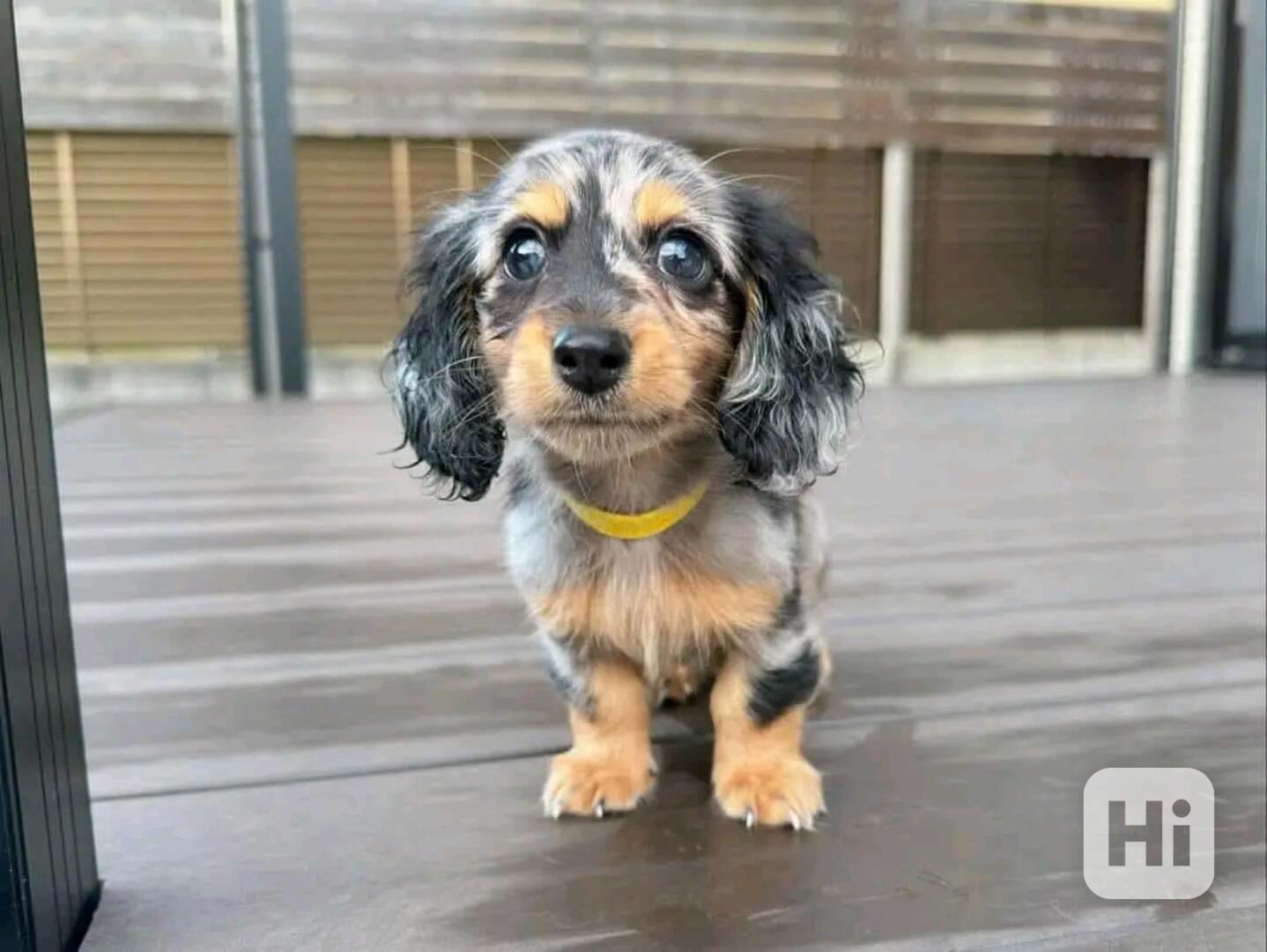 Štěňata jezevčíka samec a samice k adopci - foto 1