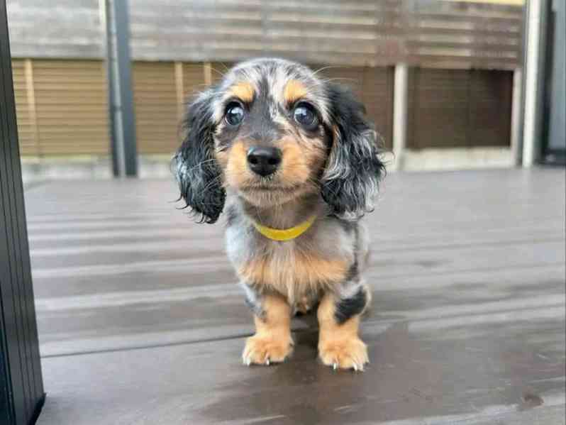 Štěňata jezevčíka samec a samice k adopci - foto 1