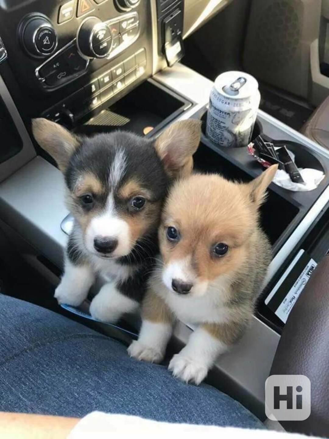  Dárek štěně welsh corgi k adopci zdarma   - foto 1
