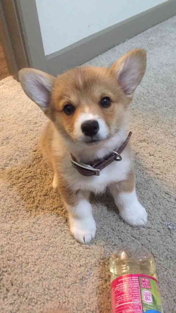  Dárek štěně welsh corgi k adopci zdarma   - foto 2