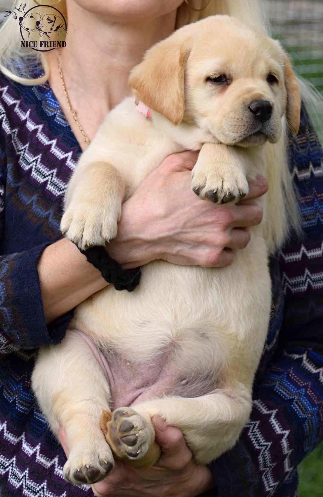 Štěňátka labradorů - foto 1