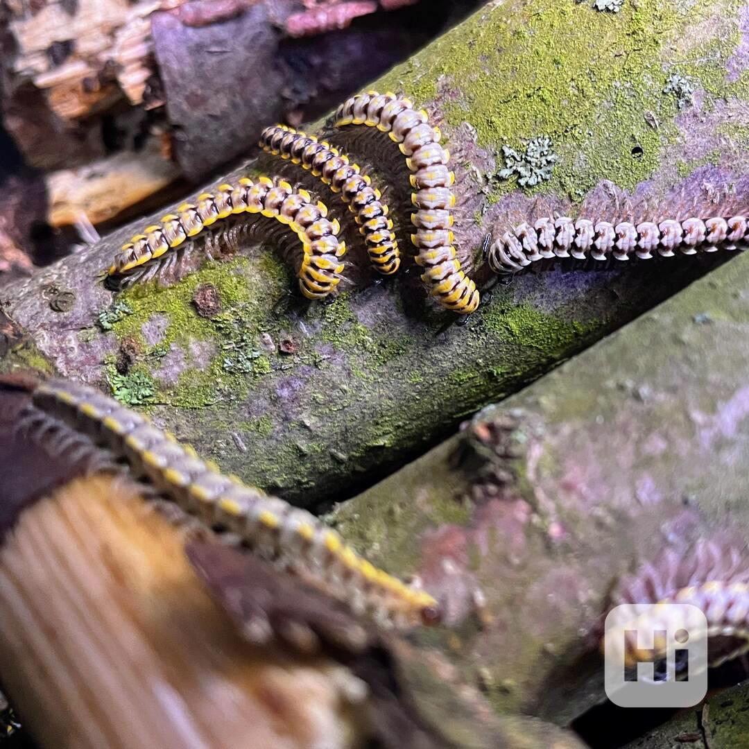 Mnohonožky Antheromorpha uncinata (varianta yellow) - foto 1