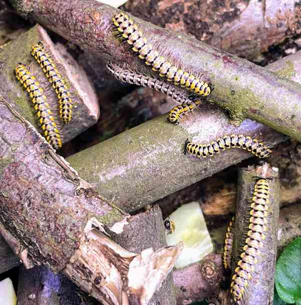 Mnohonožky Antheromorpha uncinata (varianta yellow) - foto 2