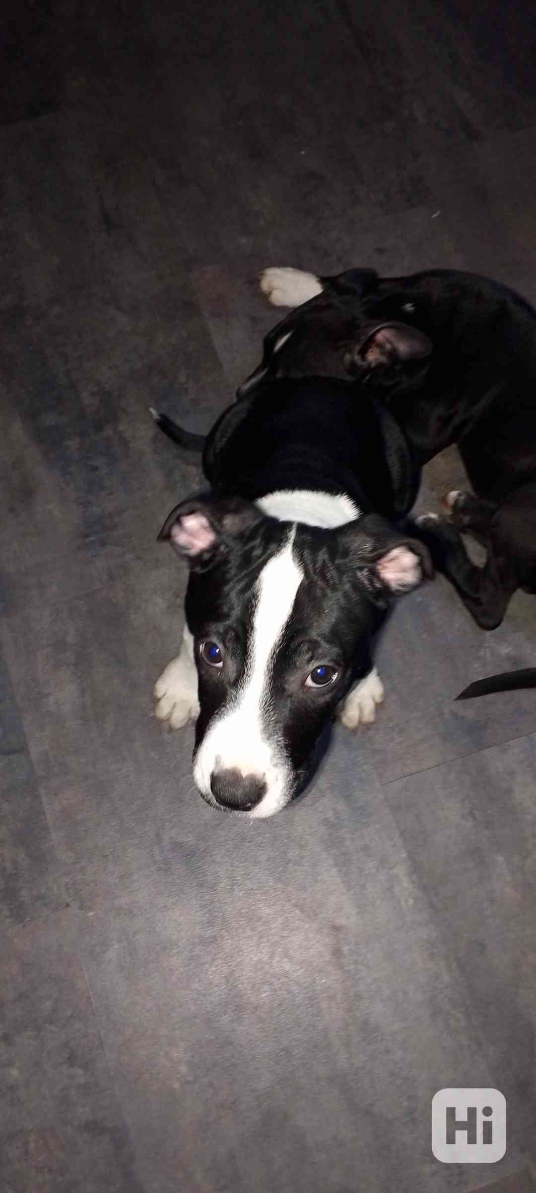 Štěňata Amerického Bulliho  - foto 1