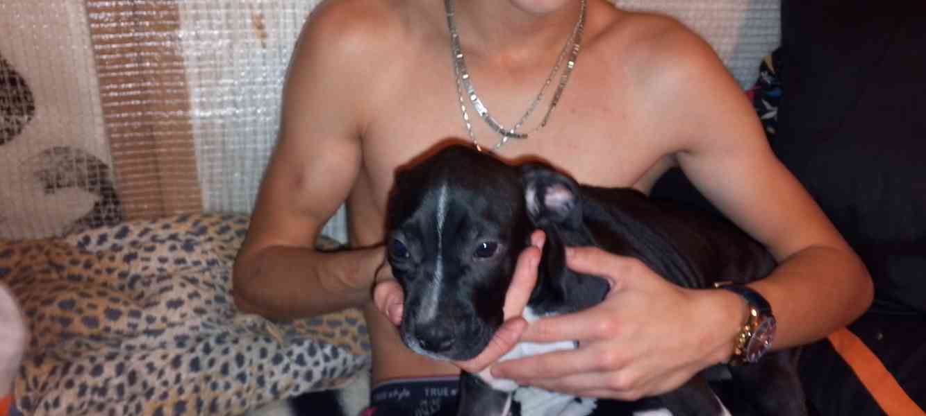 Štěňata Amerického Bulliho  - foto 6