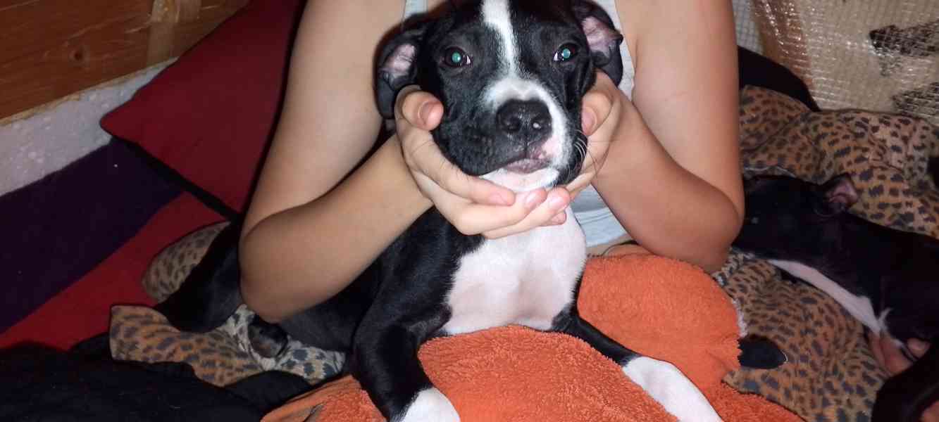 Štěňata Amerického Bulliho  - foto 9