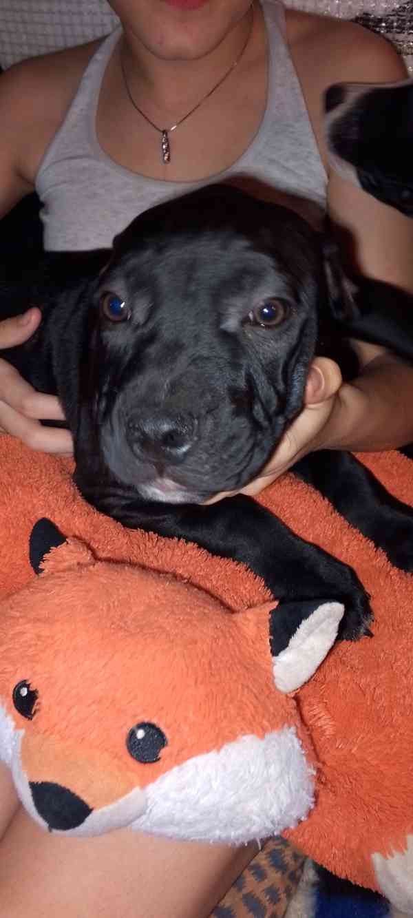 Štěňata Amerického Bulliho  - foto 4