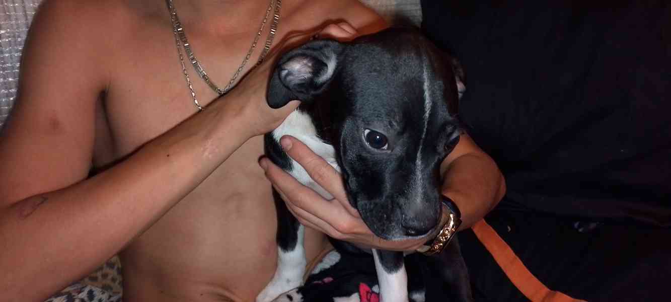 Štěňata Amerického Bulliho  - foto 7