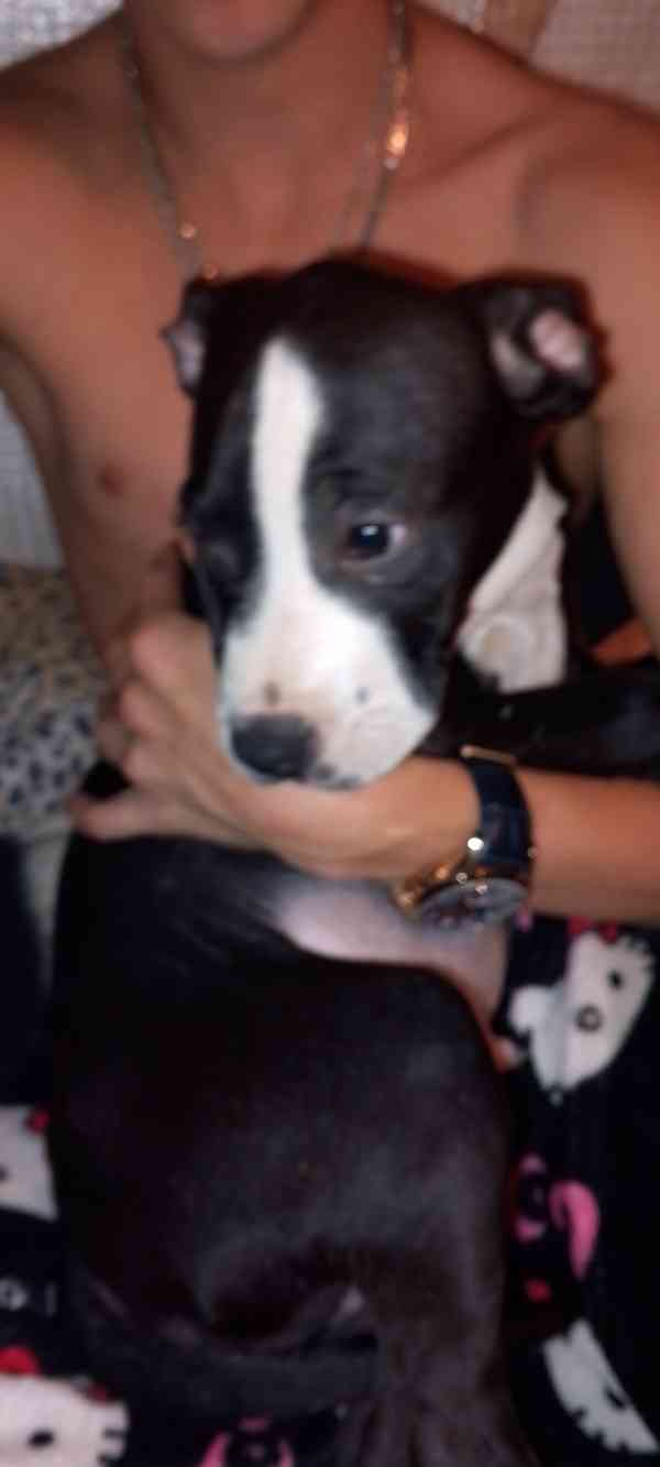 Štěňata Amerického Bulliho  - foto 3