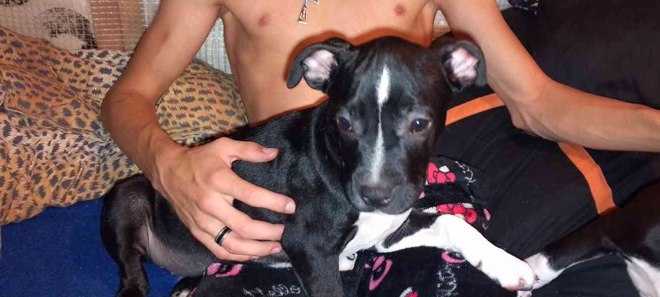 Štěňata Amerického Bulliho  - foto 8