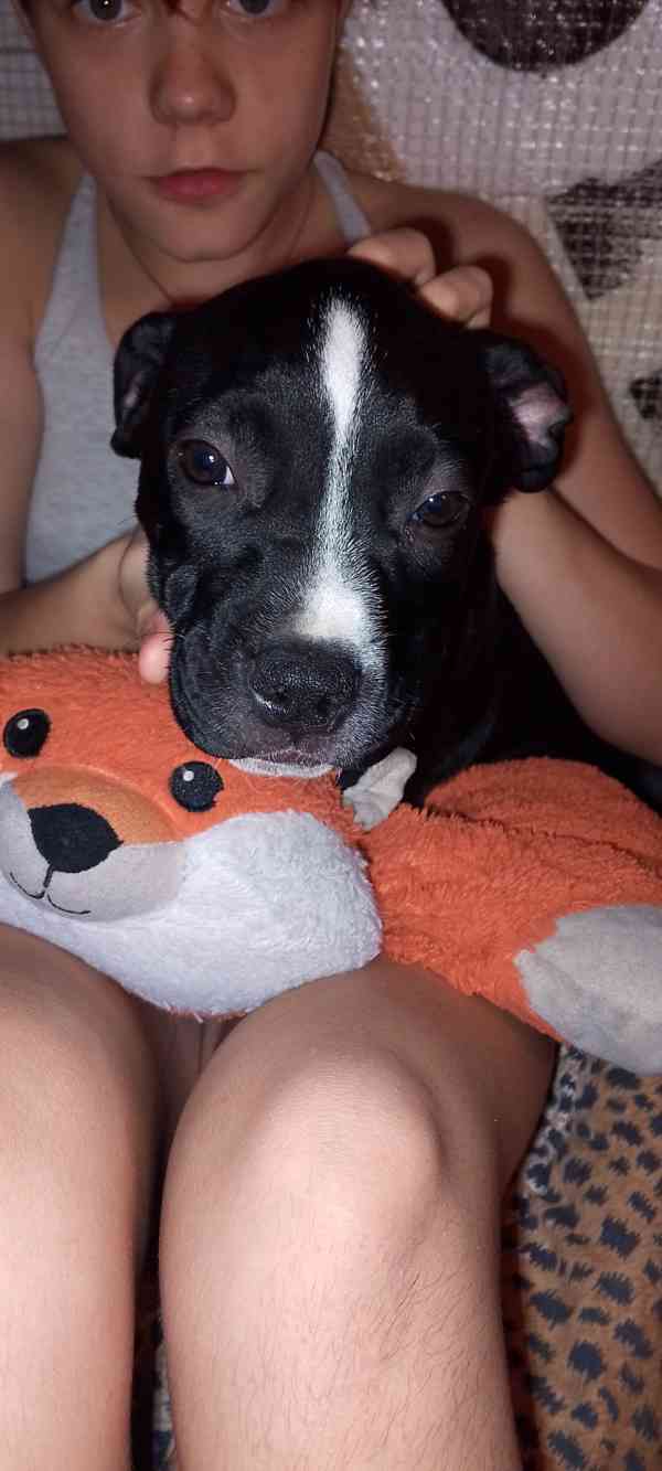 Štěňata Amerického Bulliho  - foto 2