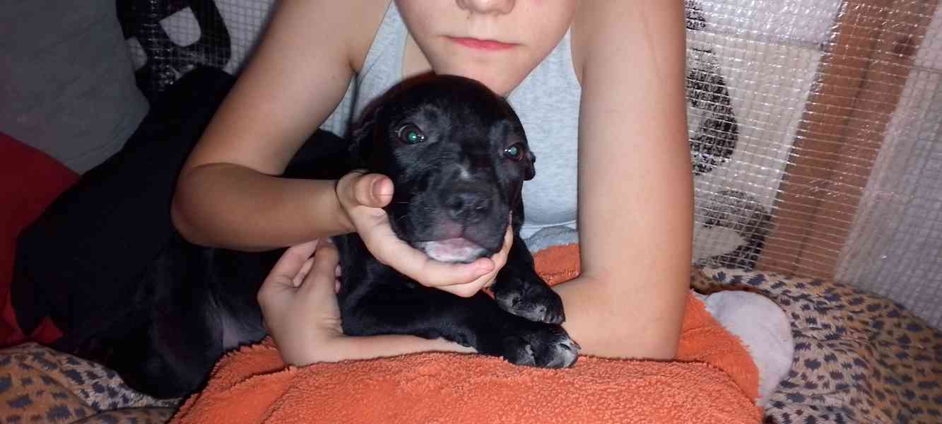 Štěňata Amerického Bulliho  - foto 5