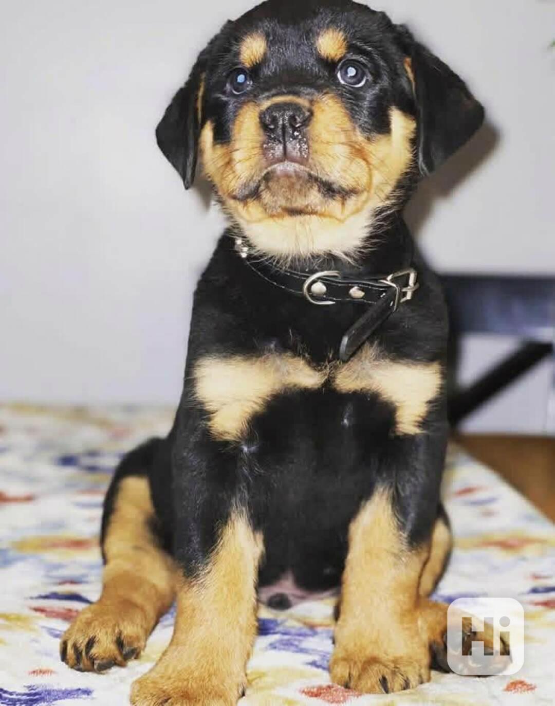 Rottweiler kölykök örökbefogadásra - foto 1