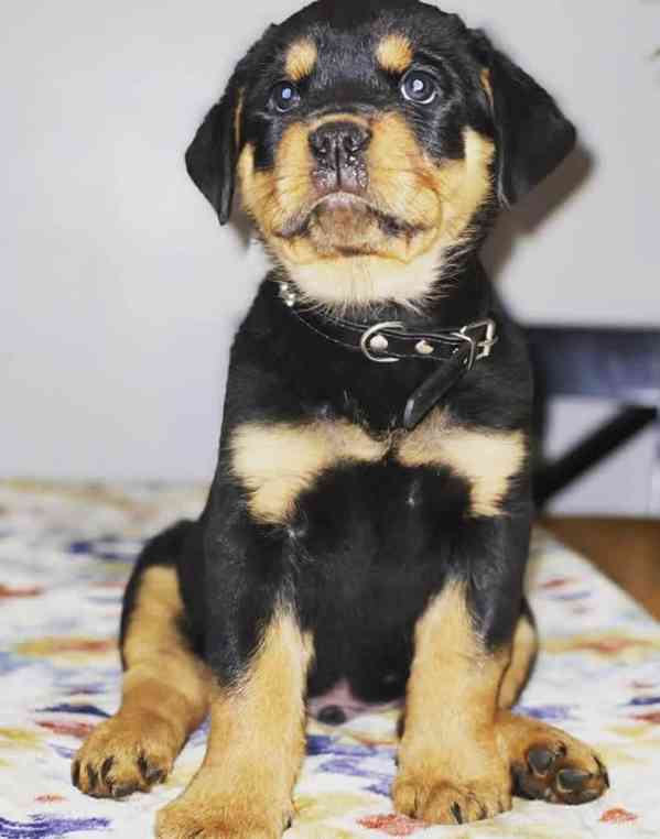 Rottweiler kölykök örökbefogadásra - foto 1