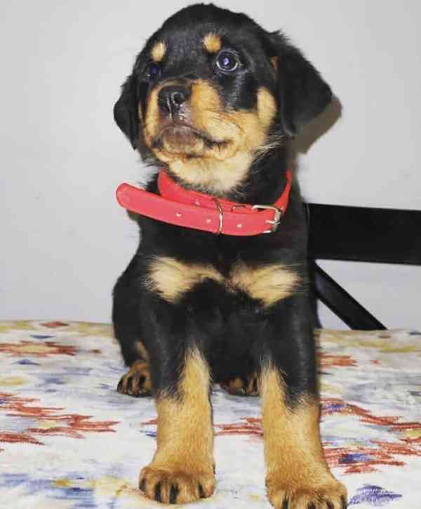Rottweiler kölykök örökbefogadásra - foto 2