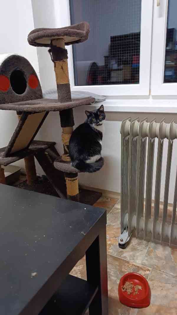 Milá, hravá Amálka je asi 7měsíční černo bílá kočičí slečna. - foto 2