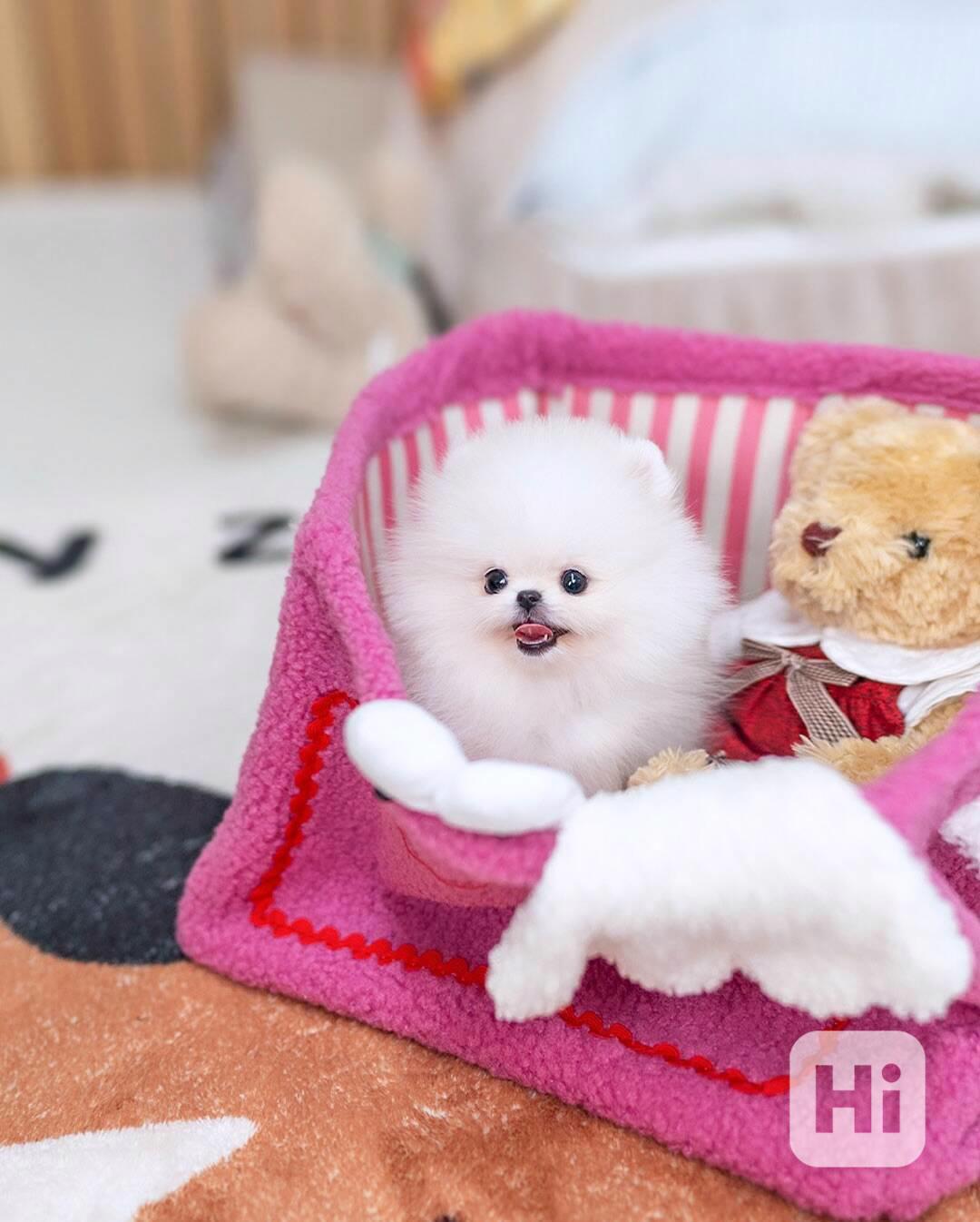 Nádherná štěňata mini pomeranianů – vychovaná s láskou - foto 1