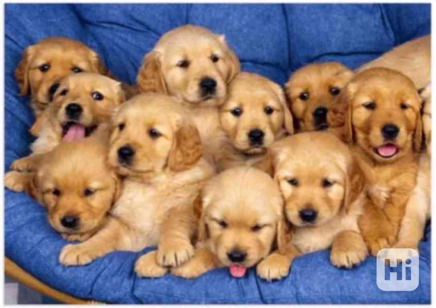 štěňata zlatého retrívra k adopci - foto 1