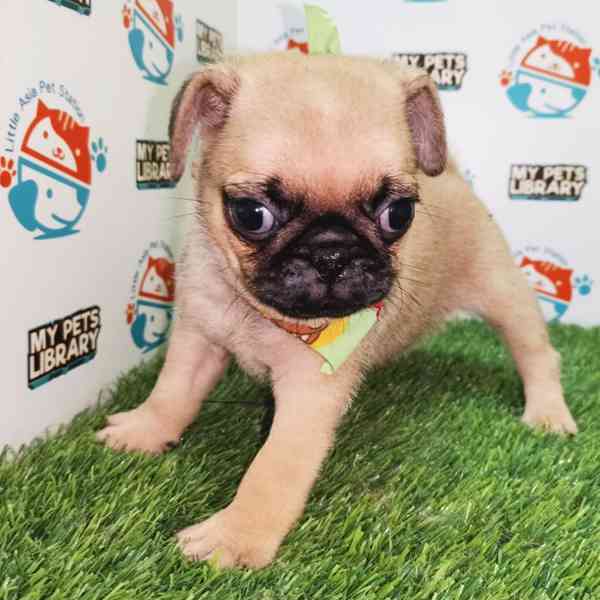 přátelská štěňata mopsů k adopci - foto 1