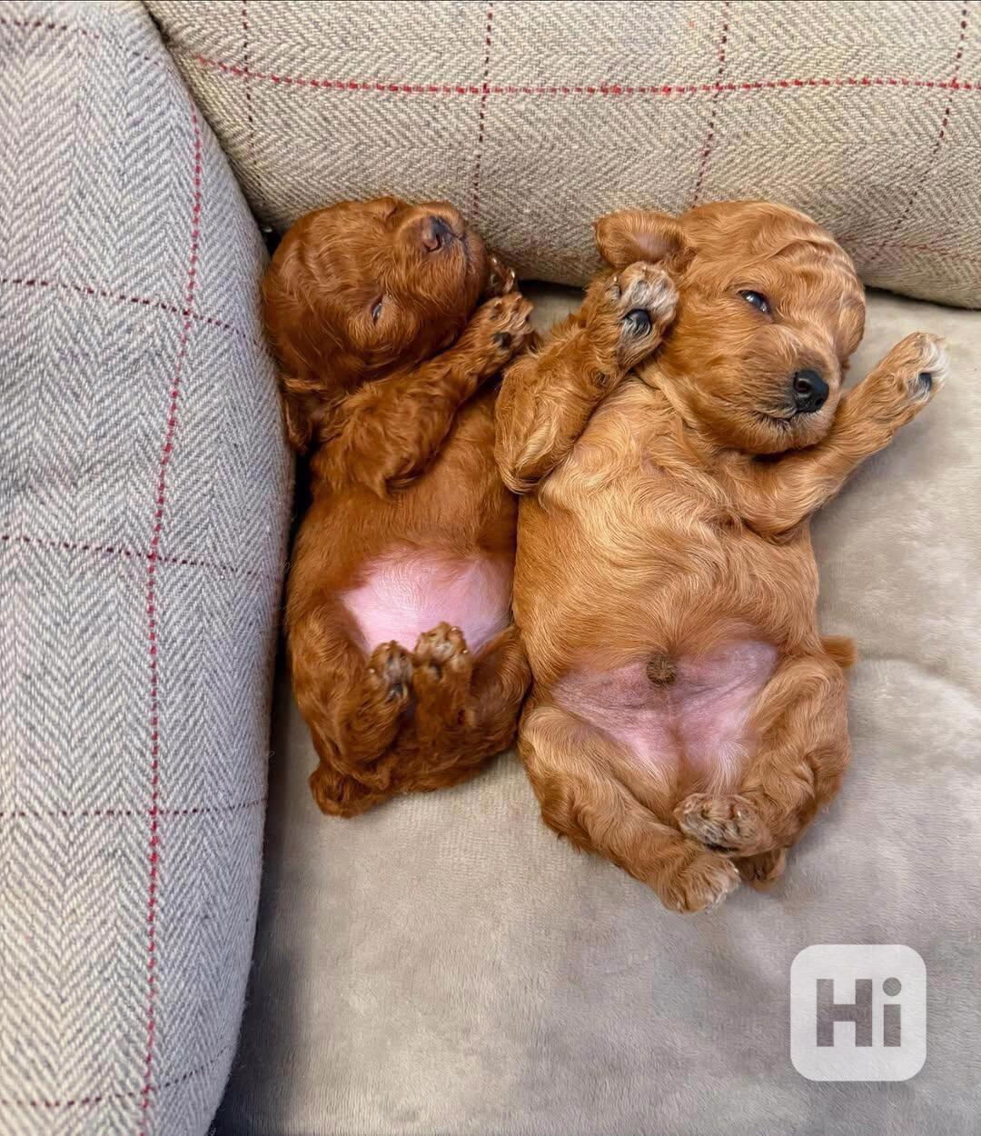 1 holčička hračkářského pudla - foto 1