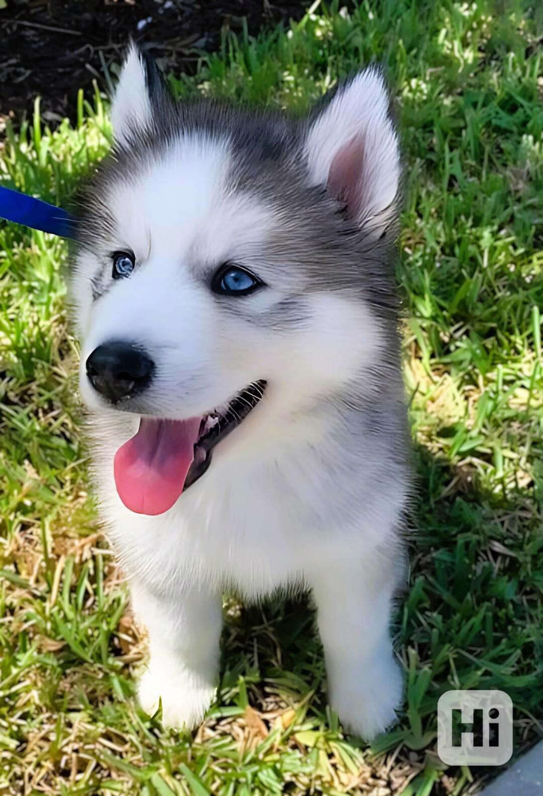 Zdarma dárek štěňata sibiřského huskyho k adopci - foto 1