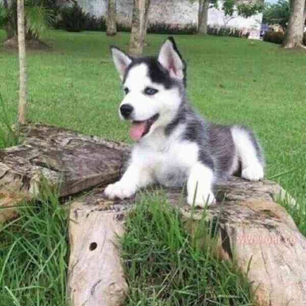 Zdarma dárek štěňata sibiřského huskyho k adopci - foto 2